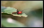 IMG_1085紅色小豆豆