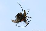 IMG_2362 蝴蝶殺手01