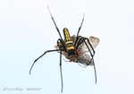 IMG_2374蝴蝶殺手02