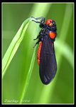 IMG_3306 蟬
