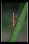 IMG_6110螳先生