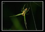 IMG_6154綠色獵人
