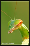 IMG_6974 螳小姐