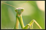 IMG_7017 螳小姐03