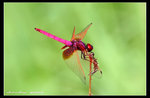 IMG_7854 曉褐蜻