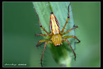 IMG_8750 蜘蛛仔