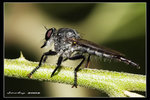 IMG_8776 食蟲虻