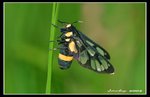 IMG_9053 蛾