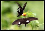 IMG_1917玉斑飛蝶