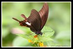 IMG_4845玉斑採花