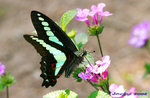 IMG_3024青鳳03