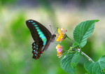 IMG_4257青鳳蝶 crop