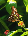 IMG_3977統帥青鳳蝶 crop