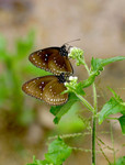 IMG_1108藍點紫斑Twins