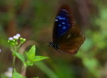 IMG_3719藍點紫斑蝶 crop