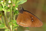 IMG_3728藍點紫斑蝶