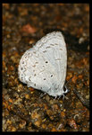 IMG_4680  薰衣琉璃灰蝶