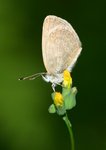 IMG_3431吉灰與黃花