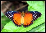 IMG_1698紅鋸蛺蝶開翼