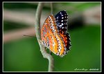 IMG_1704紅鋸蛺蝶