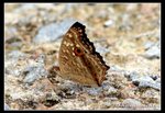 IMG_1827蛇眼蛺蝶合翼