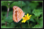 IMG_4365 蛇眼蛺蝶合翼