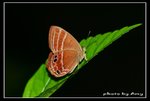 IMG_5943 蛇目褐蜆蝶