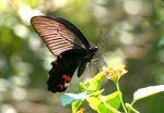 IMG_2906藍鳳蝶