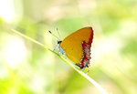 IMG_2888高光斜斑彩灰