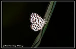IMG_5270蚜灰蝶