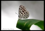 IMG_5768 蚜灰蝶