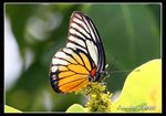IMG_3359 紅肩鋸粉蝶