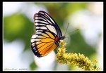 IMG_3368 紅肩鋸粉蝶