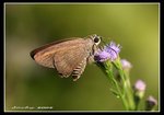 IMG_6779 尖翅弄蝶