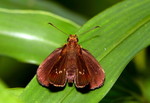 IMG_1993雅弄蝶 crop