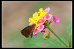 IMG_8594雅弄採花