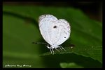 IMG_6208 一點灰蝶