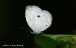 IMG_6211 一點灰蝶