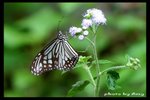 IMG_5791 絹斑蝶