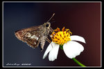 IMG_0030 EDITED
