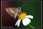 IMG_0040 EDITED