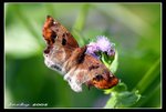 IMG_2011角翅弄採花