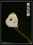 IMG_0626 黑丸灰蝶