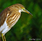 DSCF4491綠底飛賊