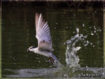 IMG_1103 鬚浮鷗擔魚出水 - 複製