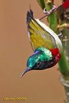 太陽鳥 公