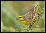 IMG_2262_P