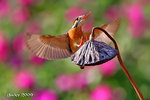 IMG_2276 花下抱殘荷