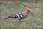IMG_2408 ????