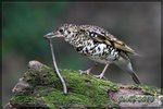 IMG_2574 虎斑地鶇食蟲